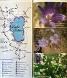 Wildflowers of Tahoe Booklet