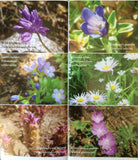 Wildflowers of Tahoe Booklet